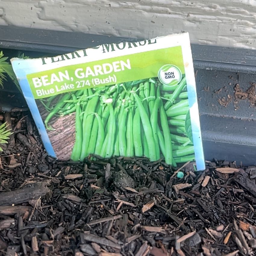 Photo of the plant species Bean Gardne by @WillReginairis named Forrest on Greg, the plant care app