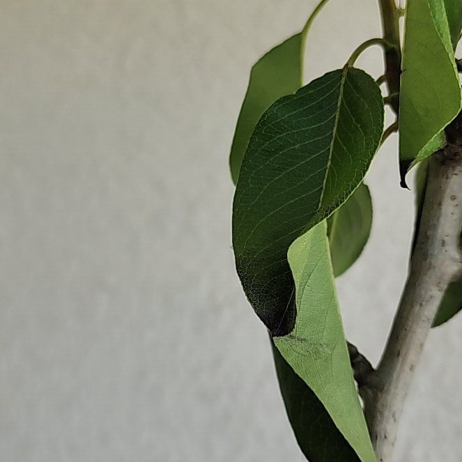 Photo of the plant species Kieffer Pear by @DaringSalsify named Robert Plant on Greg, the plant care app