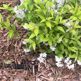 Photo of the plant species Fuzzy Deutzia by @UndividedBarley named Sol on Greg, the plant care app