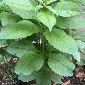 Photo of the plant species Joe Pye Weed by @UndividedBarley named Spike Leaves on Greg, the plant care app
