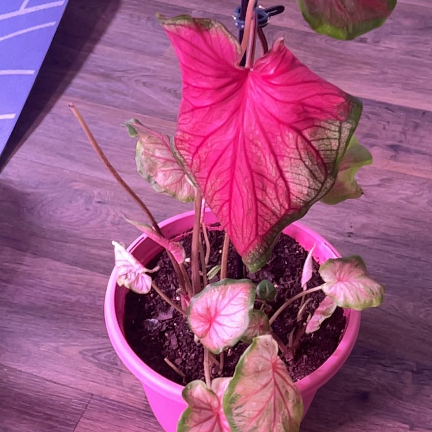 Photo of the plant species Caladium 'Florida Sweetheart' by @FrannyS named Anne on Greg, the plant care app