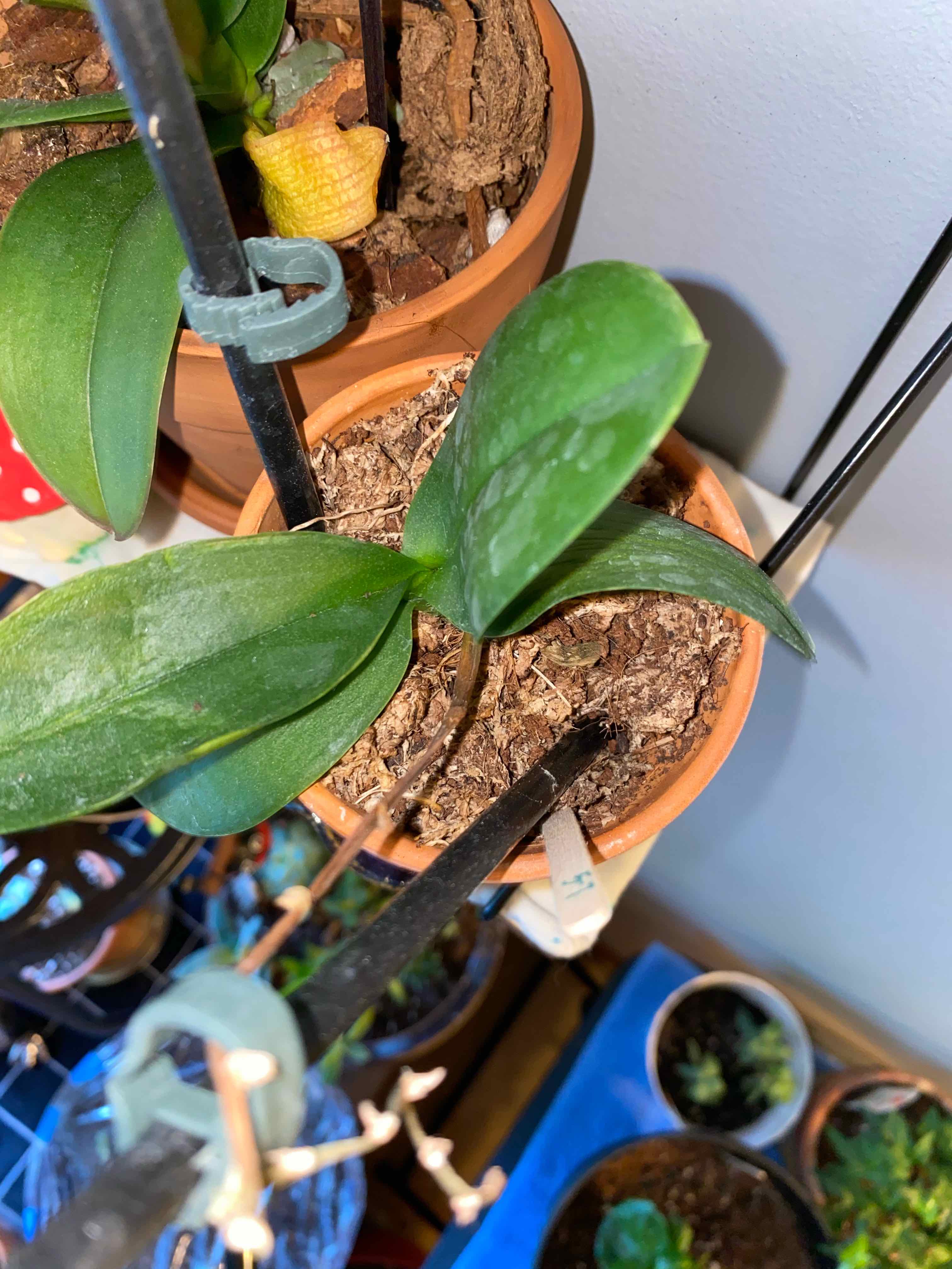 Aphrodite's Phalaenopsis plant in a pot with visible soil and healthy green leaves.