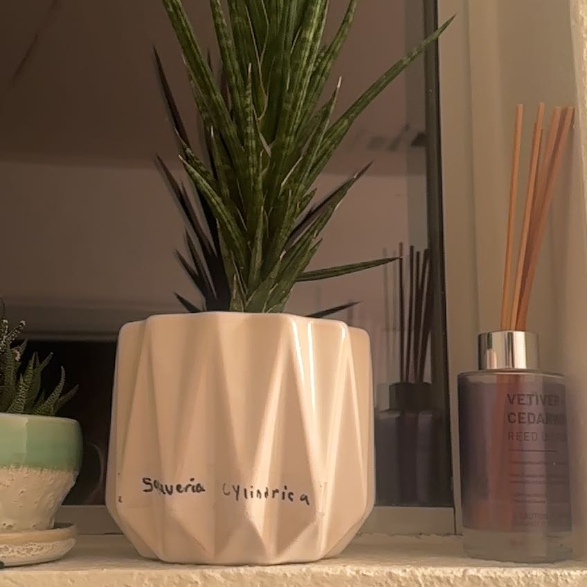 Photo of the plant species Sansaveria francisii by @ImmenseSunburst named Pokey fuck on Greg, the plant care app