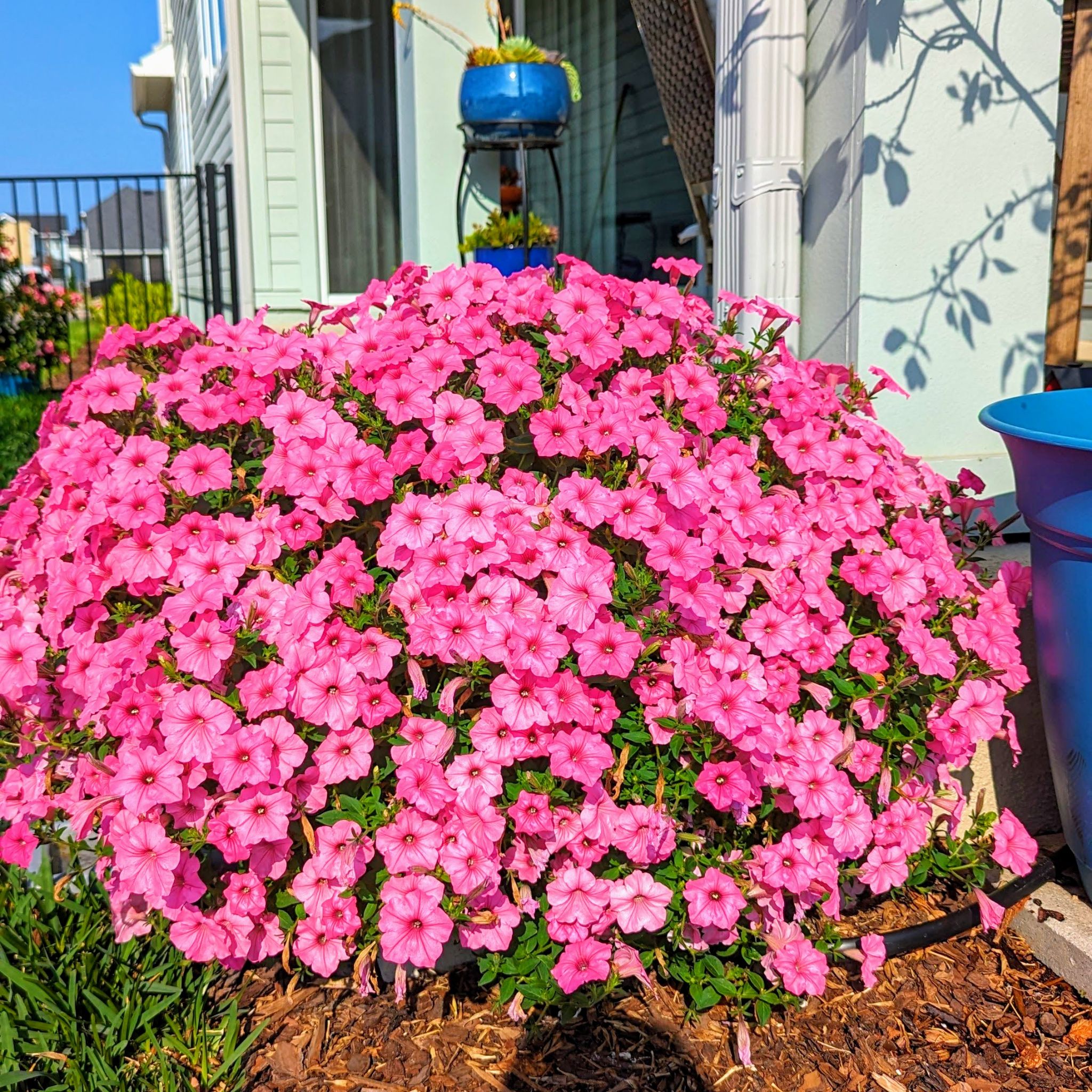 Photo of the plant species Pink Sky Petunia by @FunnyArrowhead named Bubblegum on Greg, the plant care app