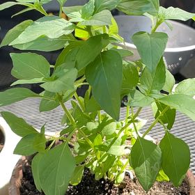 Photo of the plant species Lemon Basil by @FastWildradish named Zeus on Greg, the plant care app