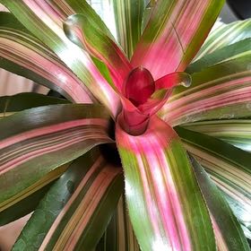 Photo of the plant species Wolfgang by @PartyInMyPlants named Stabby Abby on Greg, the plant care app