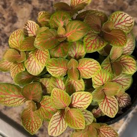 Photo of the plant species Fittonia 'Flammule' by @PartyInMyPlants named Ember on Greg, the plant care app