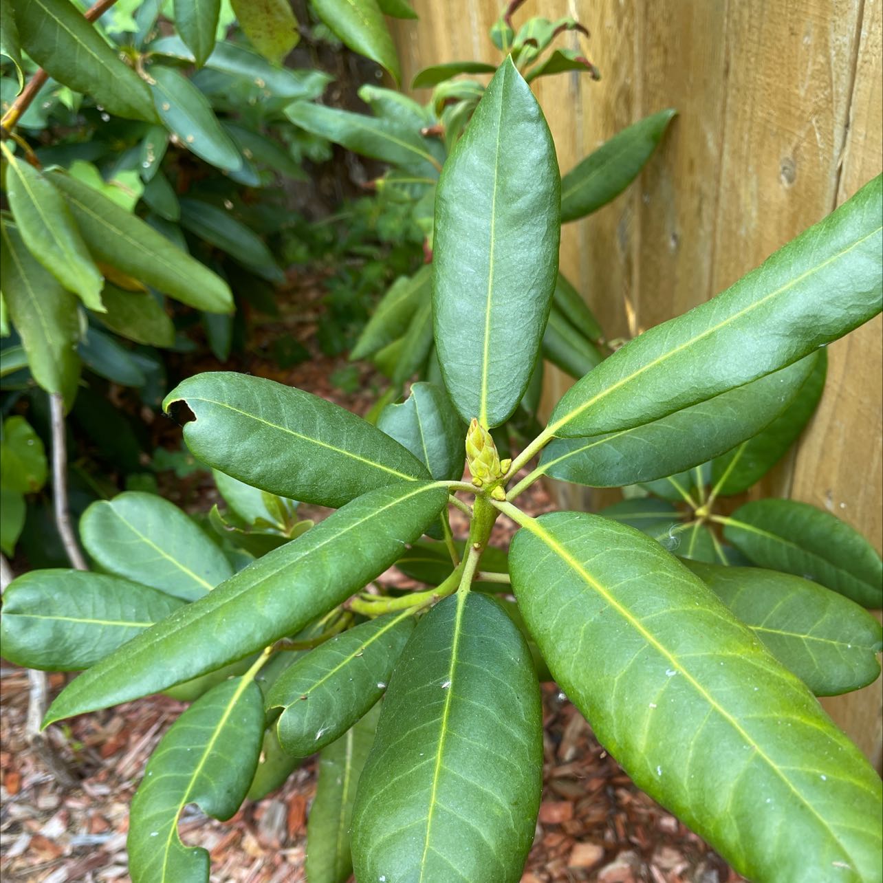 Alpenrose plant with elongated, glossy green leaves near a wooden fence.