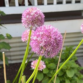 Photo of the plant species Wild Leek by @docmaceli named Bituin on Greg, the plant care app