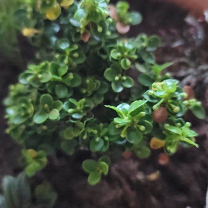 Photo of the plant species Dwarf Pagoda by @PunctualLime named Sanders on Greg, the plant care app