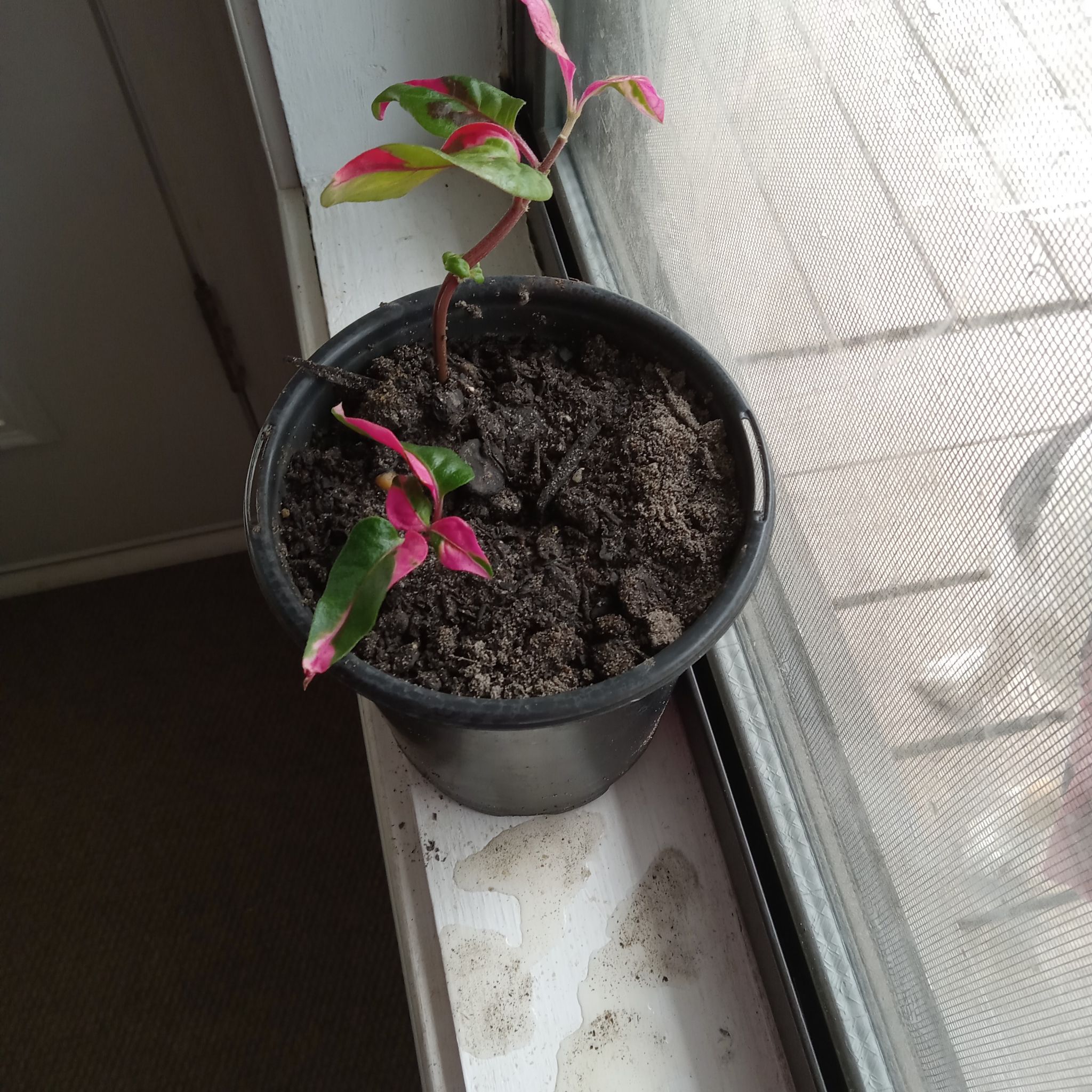 Photo of the plant species Joseph's Coat by @deedoetoemom named Rainier on Greg, the plant care app