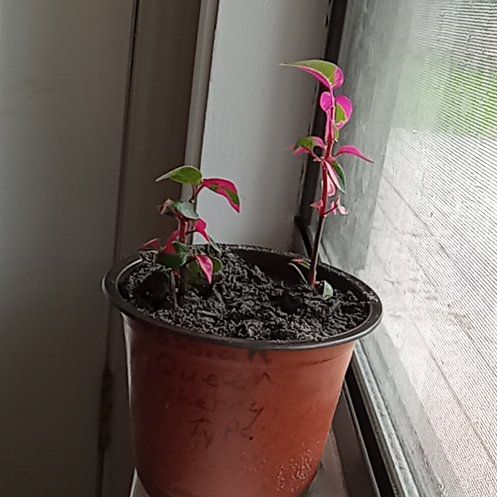 Photo of the plant species Joseph's Coat by @deedoetoemom named Willow on Greg, the plant care app