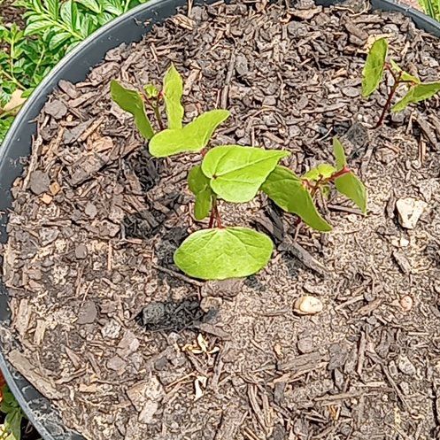 Photo of the plant species Wild Cotton Plant by @deedoetoemom named Kardashian on Greg, the plant care app
