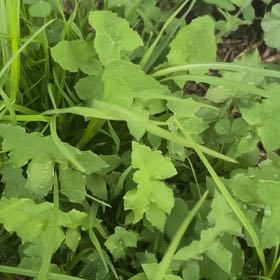 Photo of the plant species Capeweed by @QuietBucksbeard named Treeyoncé on Greg, the plant care app