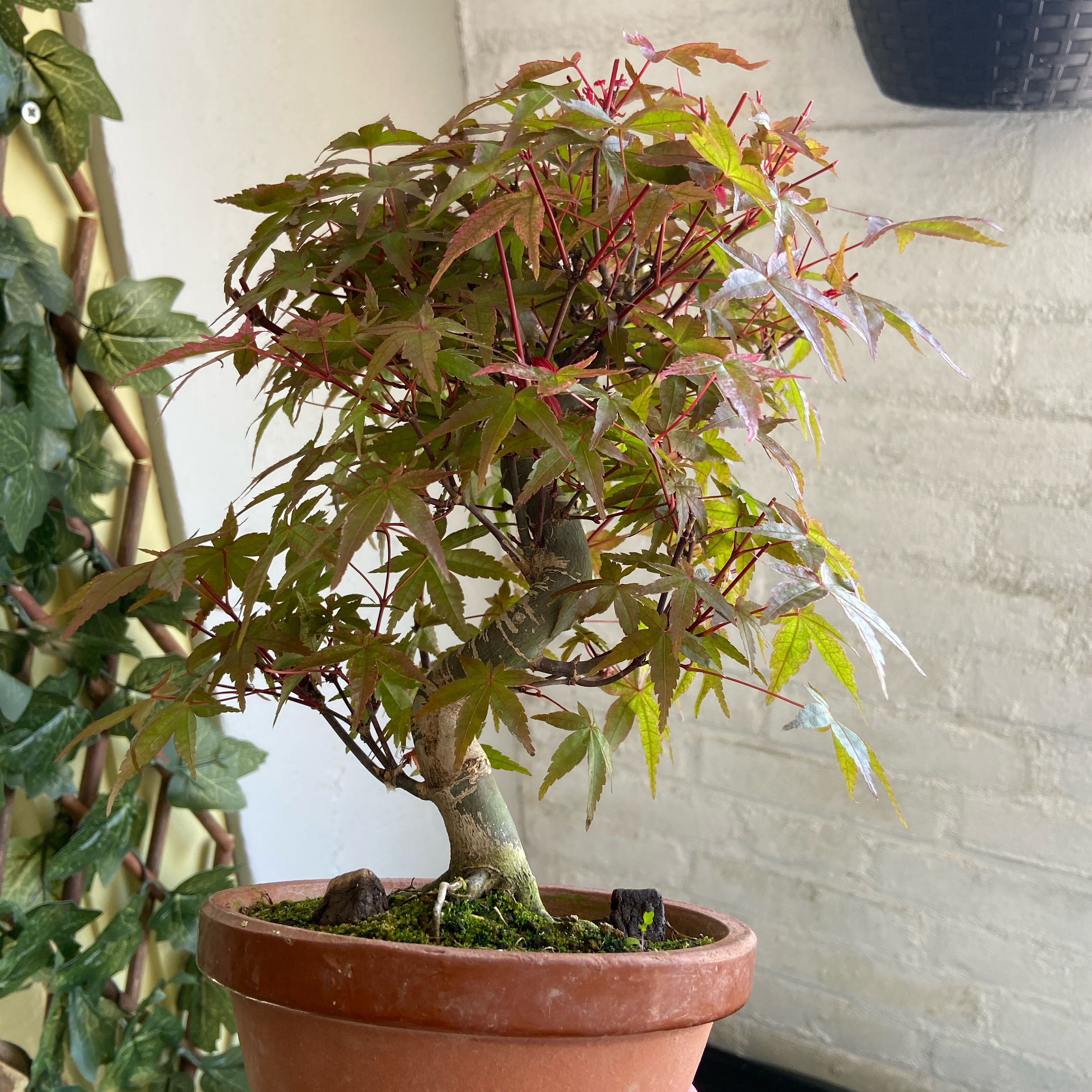 Photo of the plant species Japanese Maple by @SecureShadscale named Deshojo on Greg, the plant care app