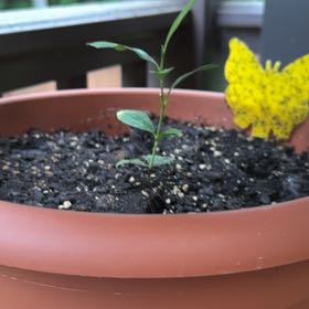 Photo of the plant species Siracusa lemon by @EuphoricFilbert named Hemingway on Greg, the plant care app