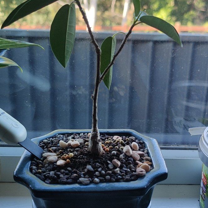 Photo of the plant species Port Jackson Fig by @ClassyChojubai named port on Greg, the plant care app