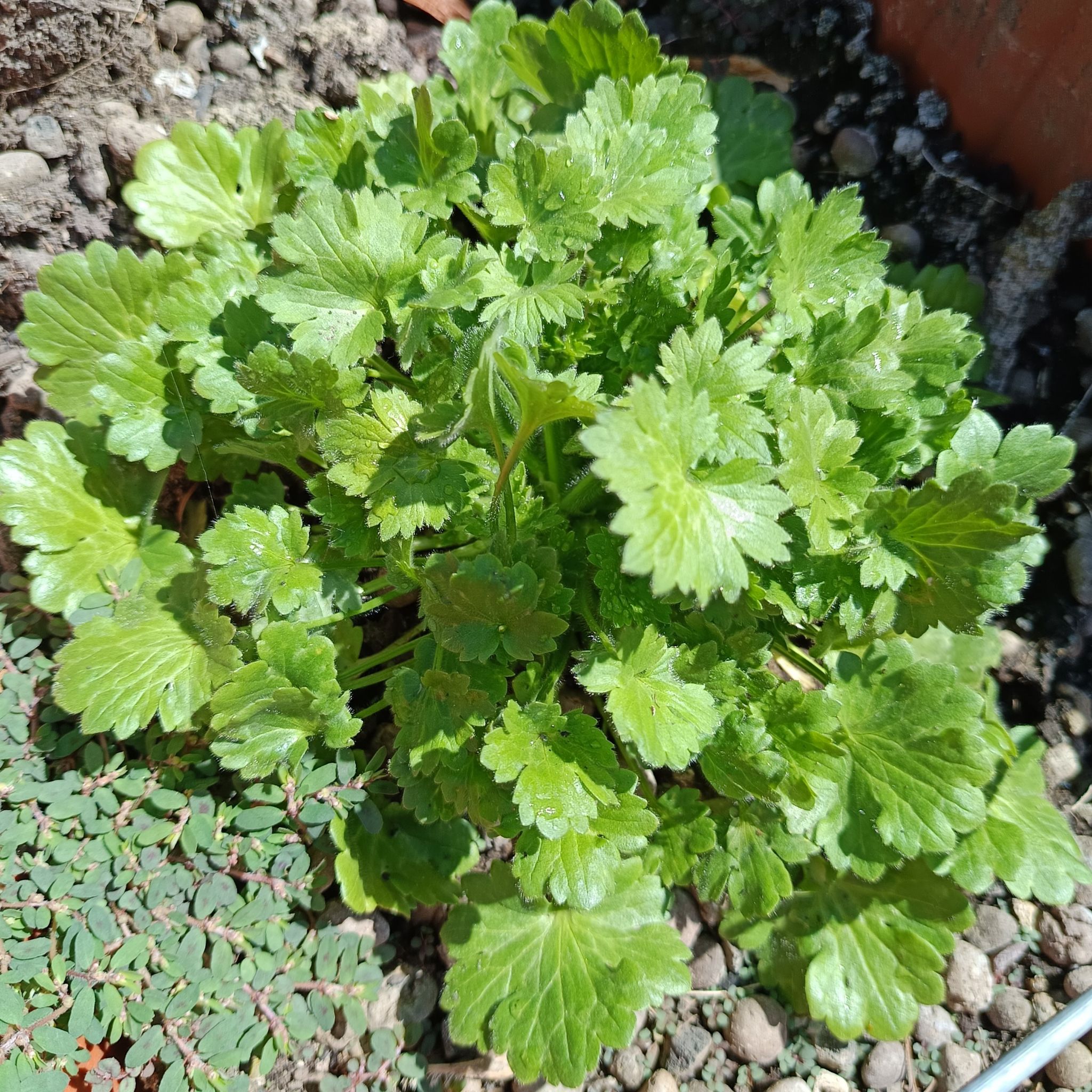 Photo of the plant species Smallflower Buttercup by @SassyPokaka named da Vinci on Greg, the plant care app