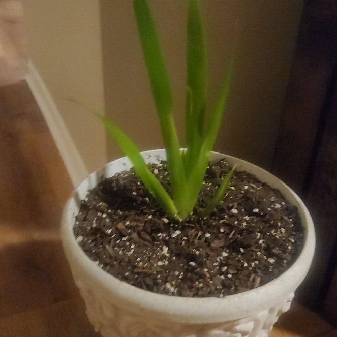 Photo of the plant species Walking Iris by @SportSowthistle named Sol on Greg, the plant care app