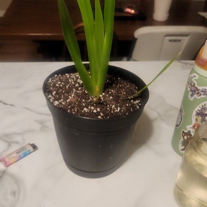 Photo of the plant species Walking Iris by @SportSowthistle named Apollo on Greg, the plant care app