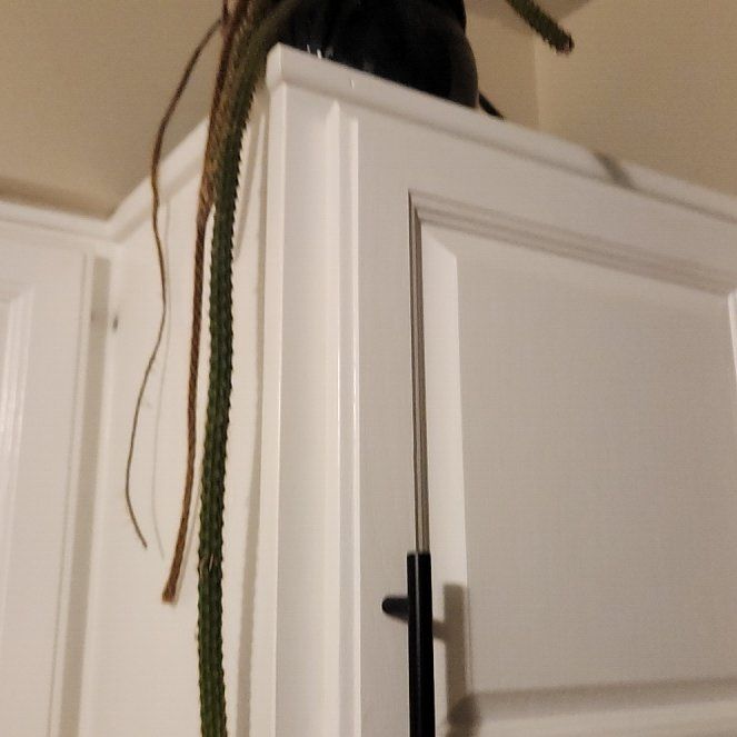 Photo of the plant species Mouse Tail Cactus by @SportSowthistle named Wall-E on Greg, the plant care app