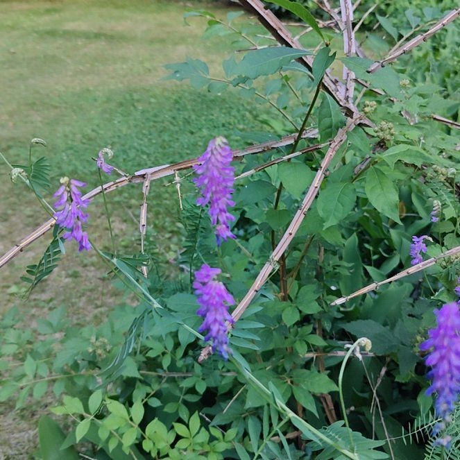 Photo of the plant species Tufted Vetch by @MagicallyChards named Forrest on Greg, the plant care app