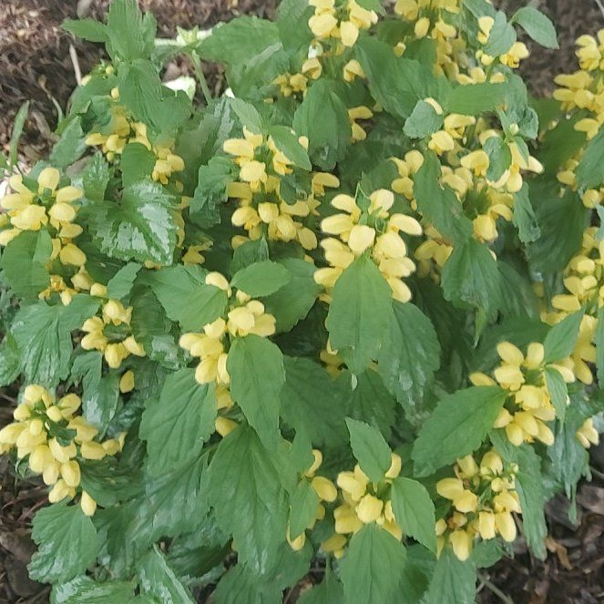Photo of the plant species Yellow Archangel by @ZappyHappyplant named Sol on Greg, the plant care app