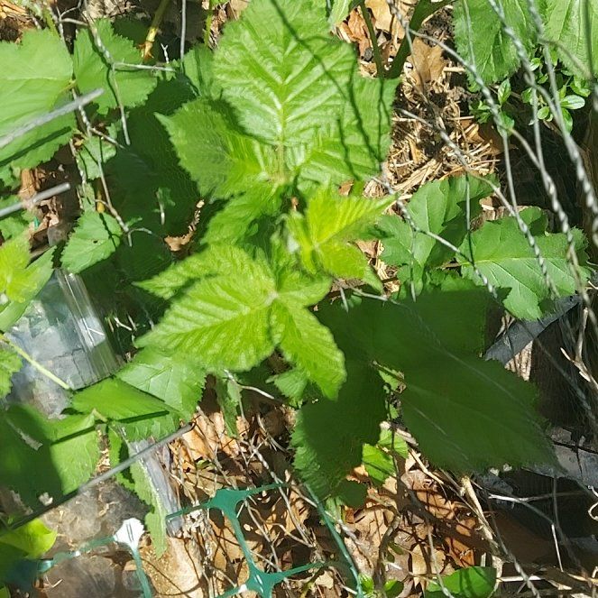 Photo of the plant species Armenian Blackberry by @ZappyHappyplant named Maya on Greg, the plant care app