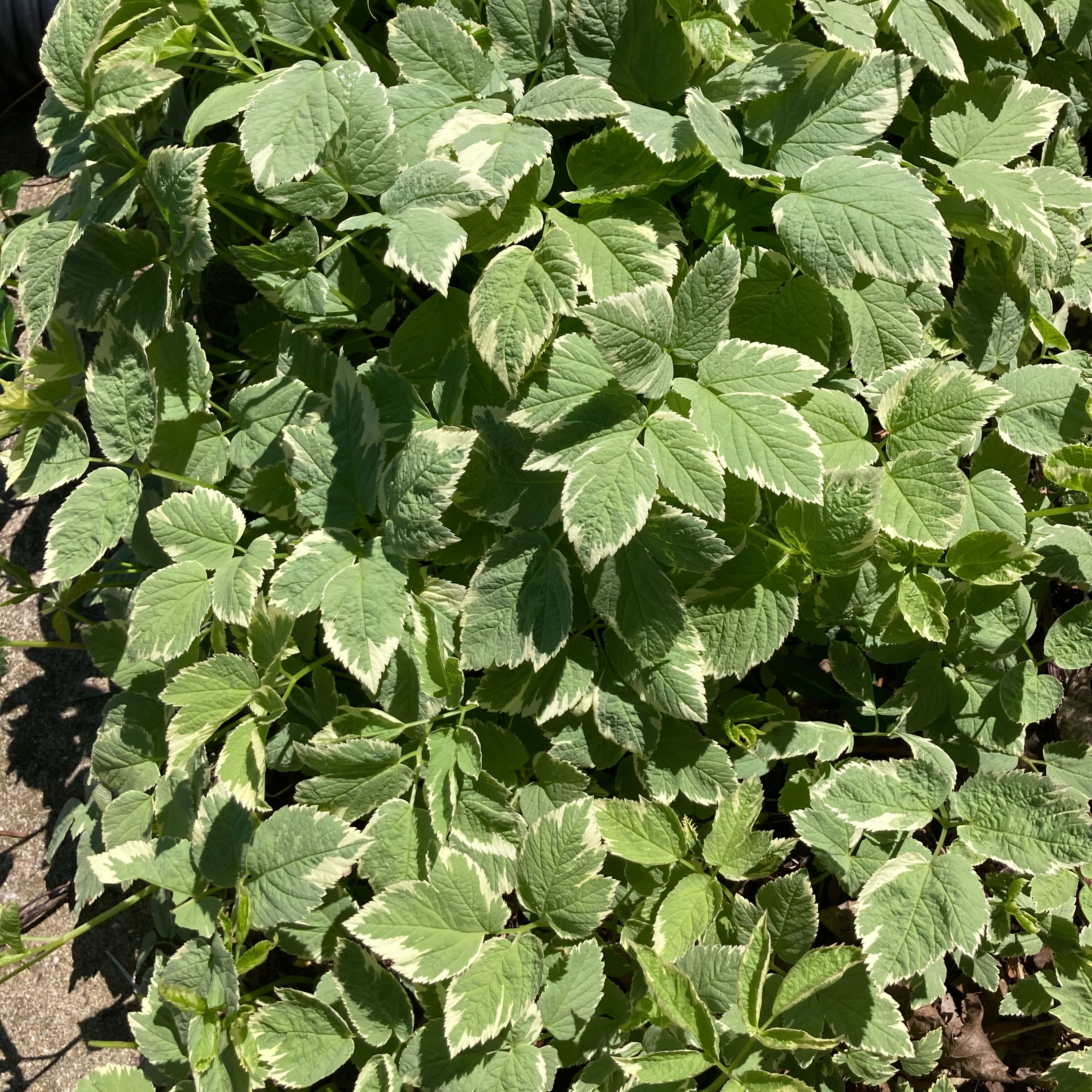 Image of Bishop's Goutweed with green leaves and white edges, appearing healthy.