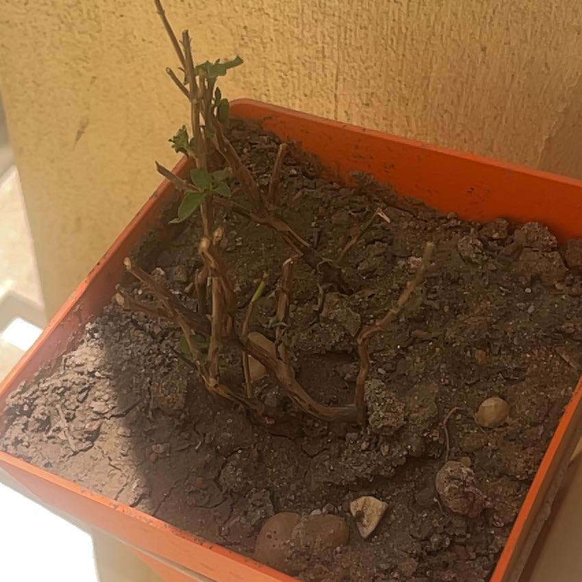 Photo of the plant species African Basil by @NurseTreemallow named Oscar on Greg, the plant care app