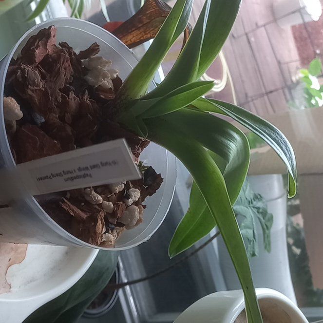 Photo of the plant species Paphiopedilum American Hybrid by @EagerGutweed named Rainier on Greg, the plant care app