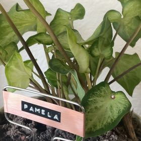 Photo of the plant species caladium aaron by @BlessedMessMama named Patricia on Greg, the plant care app
