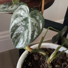 Photo of the plant species Philodendron Silver Dust by @BlessedMessMama named Clarissa on Greg, the plant care app