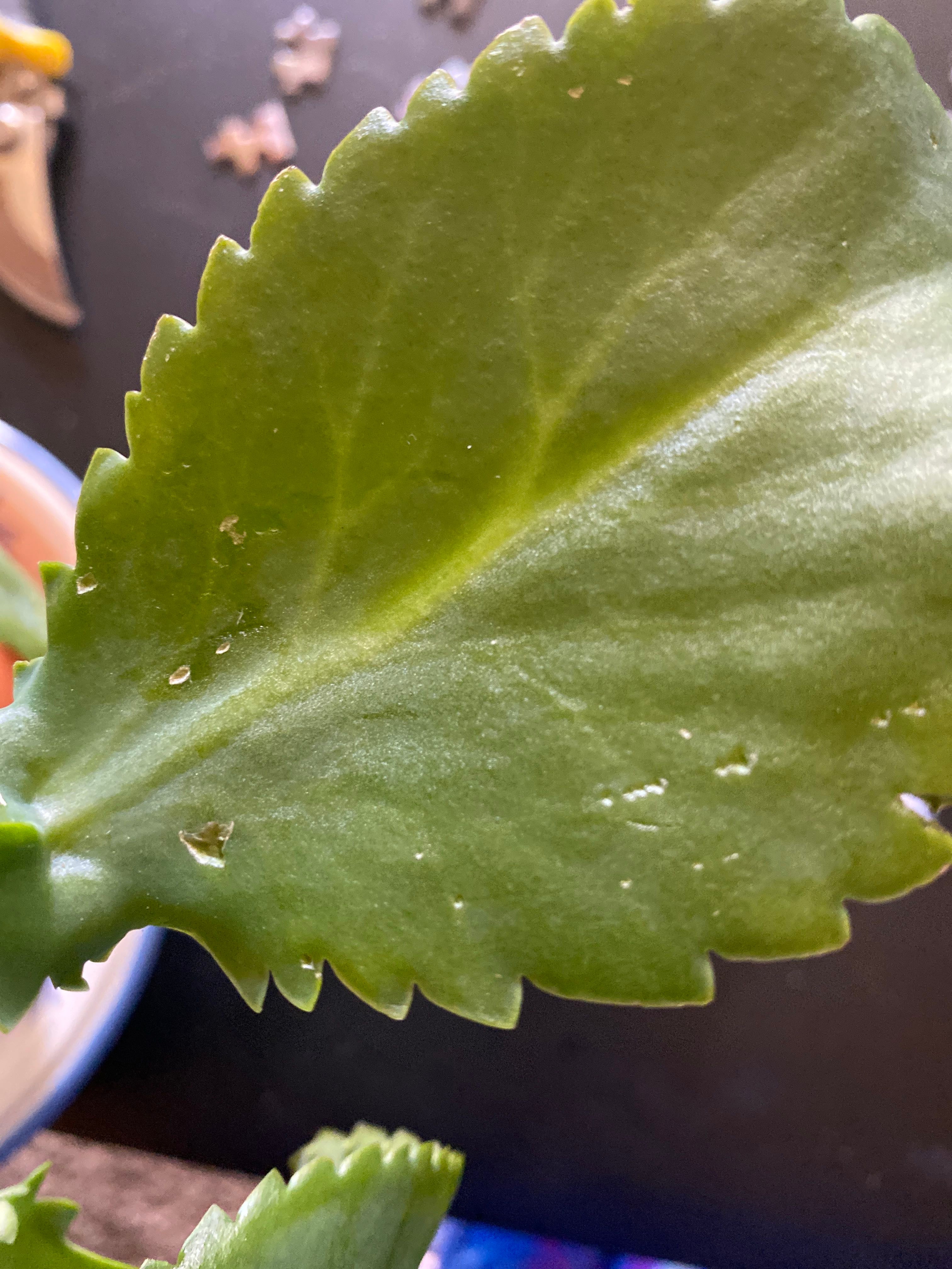 Kalanchoe 'Little Dragon' How Much Water & Light Does it Need to Thrive?
