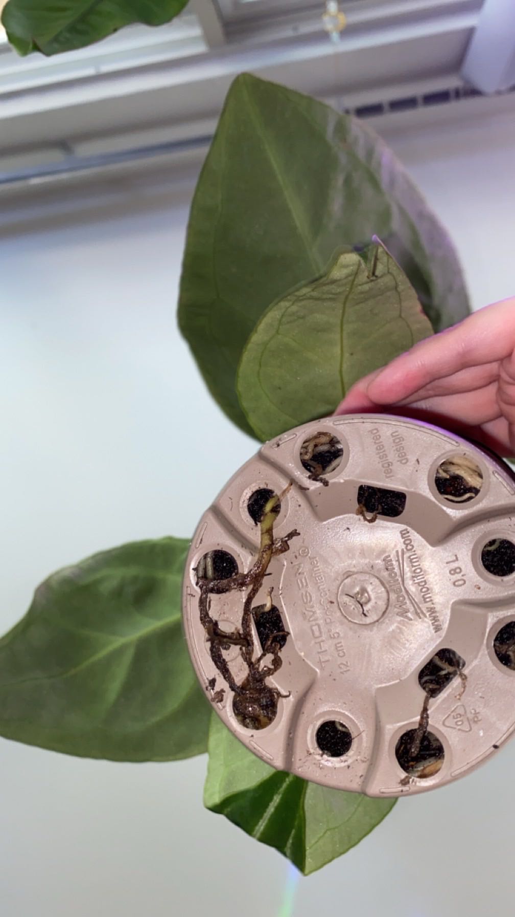 🌺 Ultimate Guide to Fixing Flower Problems in Anthurium