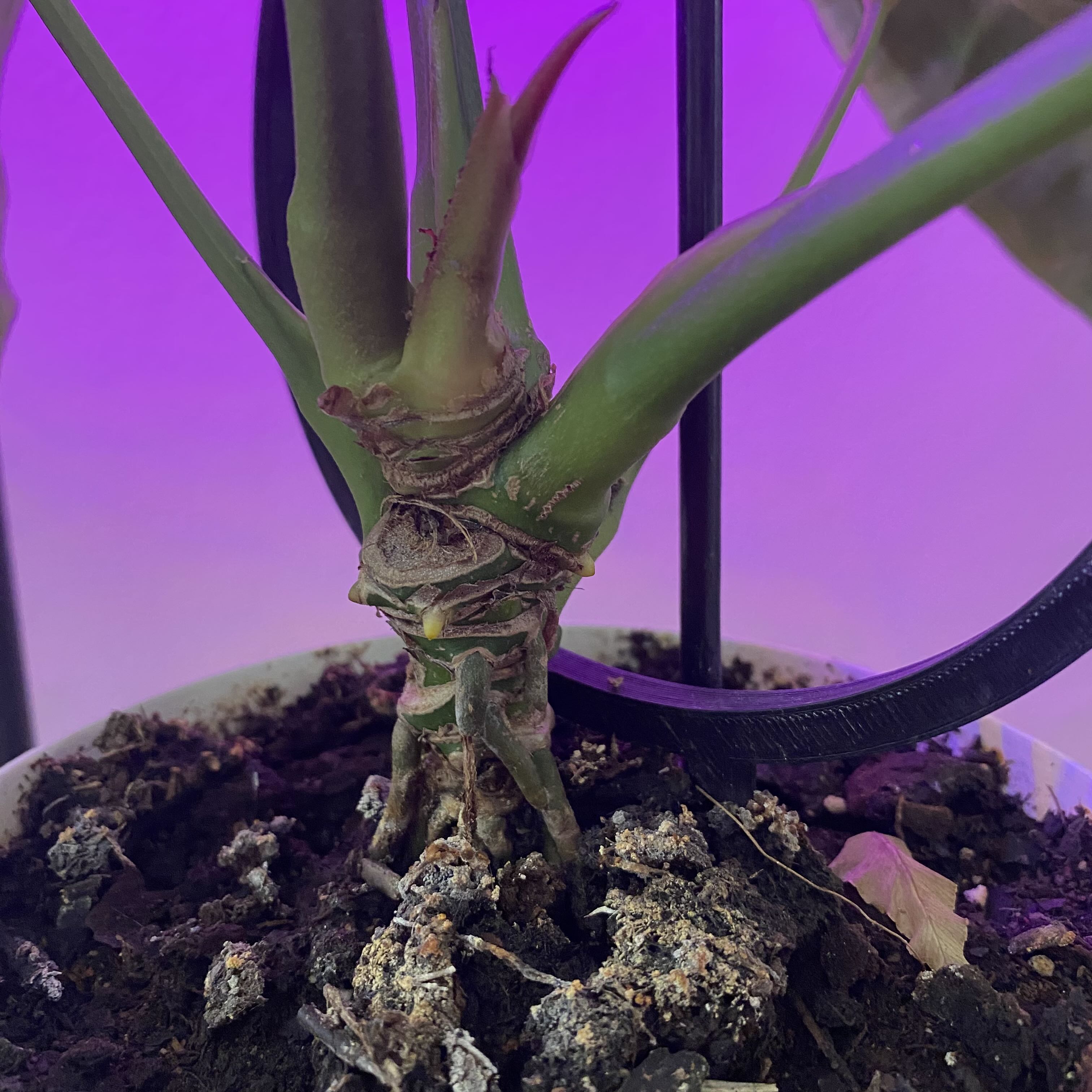 Should I put these in deeper pots? They’re not root bound...