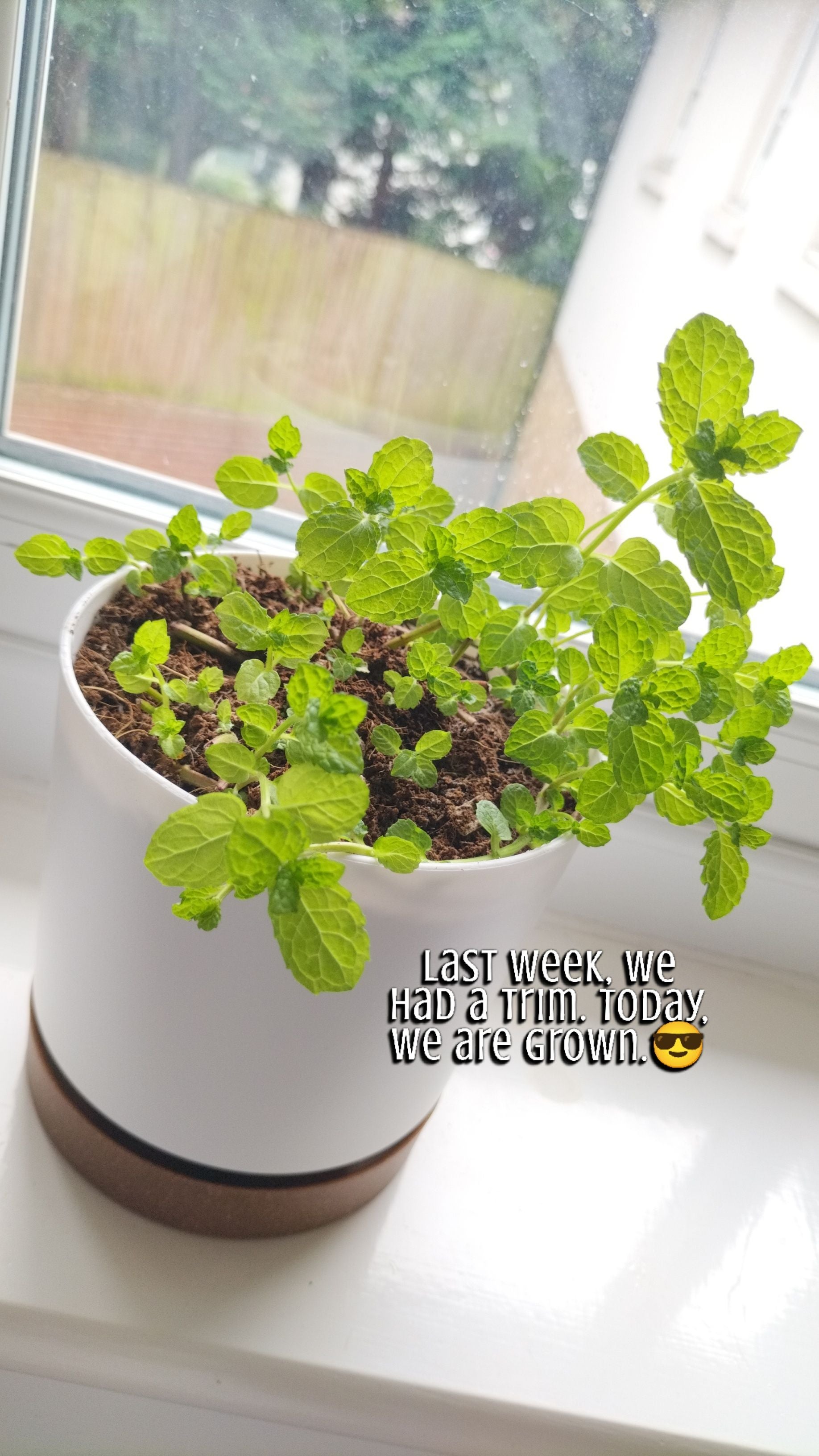 🌼 StepbyStep Guide to Fixing Flower Issues in Spearmint