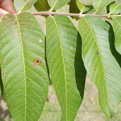 Photo of the plant species Guava Tree by @SpunkyWaterlily named Walt on Greg, the plant care app