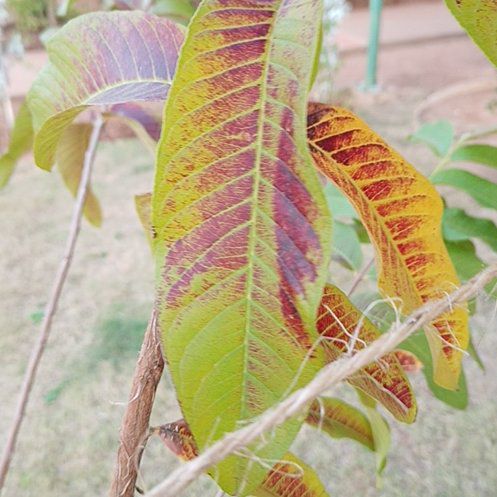 Photo of the plant species Guava Tree by @SpunkyWaterlily named Girlfrond on Greg, the plant care app