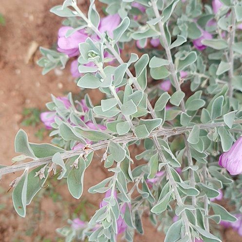 Photo of the plant species Cenicilla by @SpunkyWaterlily named Gomez on Greg, the plant care app