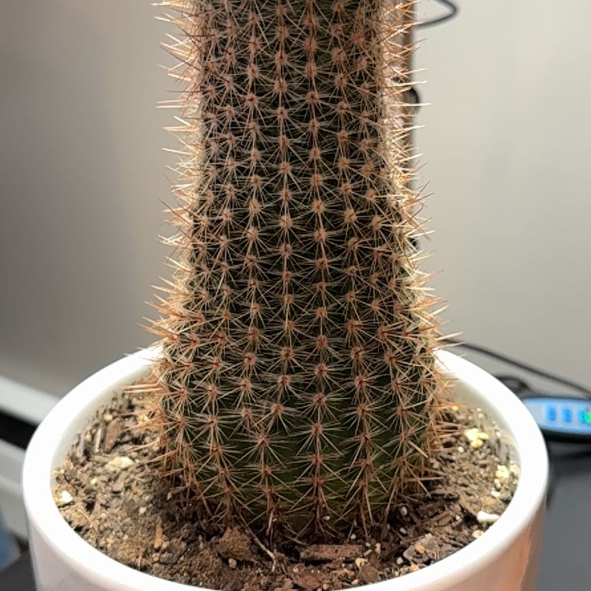 Photo of the plant species Silver Ball Cactus by @LightDogfennel named Oscar on Greg, the plant care app