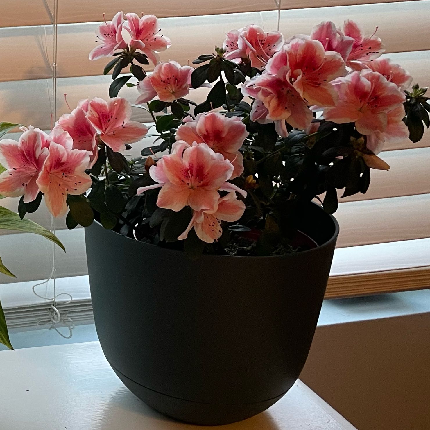 Photo of the plant species Azalea 'Indica Inga' by @WittyLillypilly named AzaleaBidalea on Greg, the plant care app