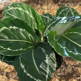 Photo of the plant species Calathea 'Cora' by @PotentRamsons named Madonna on Greg, the plant care app