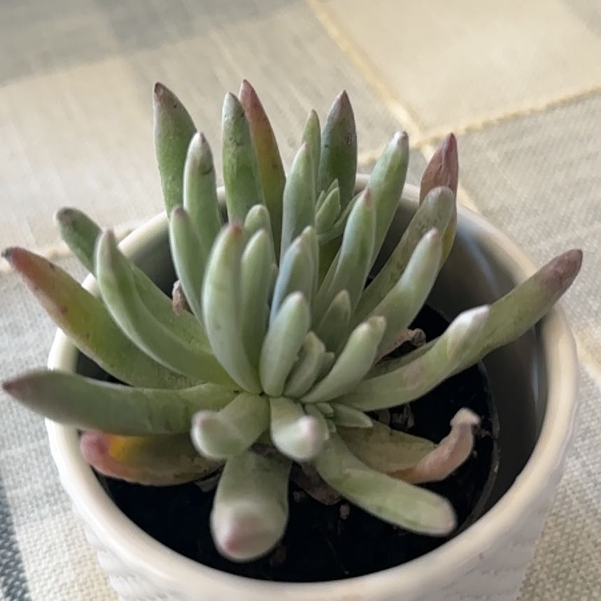 Photo of the plant species Bright Green Dudleya by @PotentRamsons named Treeyoncé on Greg, the plant care app