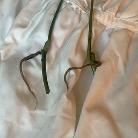 Photo of the plant species Common Eelgrass by @SightlyBreadnut named Gaga on Greg, the plant care app