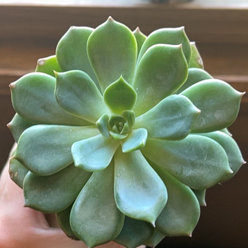 Photo of the plant species Echeveria by @ForrealHorminum named Sean’s on Greg, the plant care app