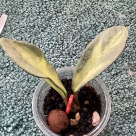 Photo of the plant species Hoya Argentea Princess by @BraveMoonflower named Duke on Greg, the plant care app