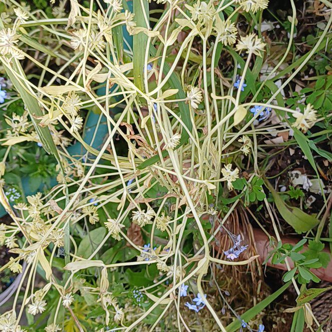 Photo of the plant species Rush-Stem Clematis by @ChiefCanna named Kendall on Greg, the plant care app