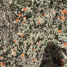 Photo of the plant species Desert Globemallow by @QuickCoralspot named Clooney on Greg, the plant care app