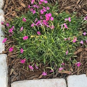 Photo of the plant species Chinese Pink by @QuickCoralspot named Spike Leaves on Greg, the plant care app